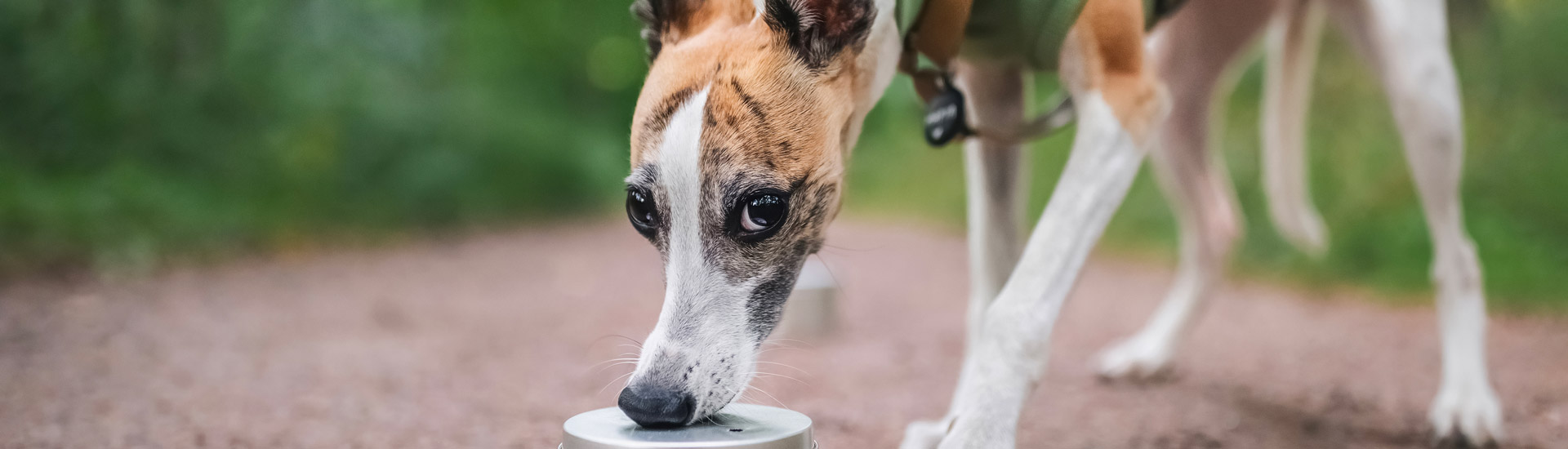 A nossa doação a favor dos galgos maltratados